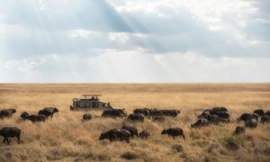 Safari vehicle driving past wildebeest in the Serengeti Tanzania